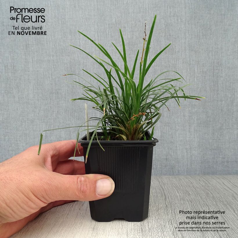 Amostra de Ophiopogon japonicus Minor - Mondo Vaso de 8/9 cm tal como entregue no outono