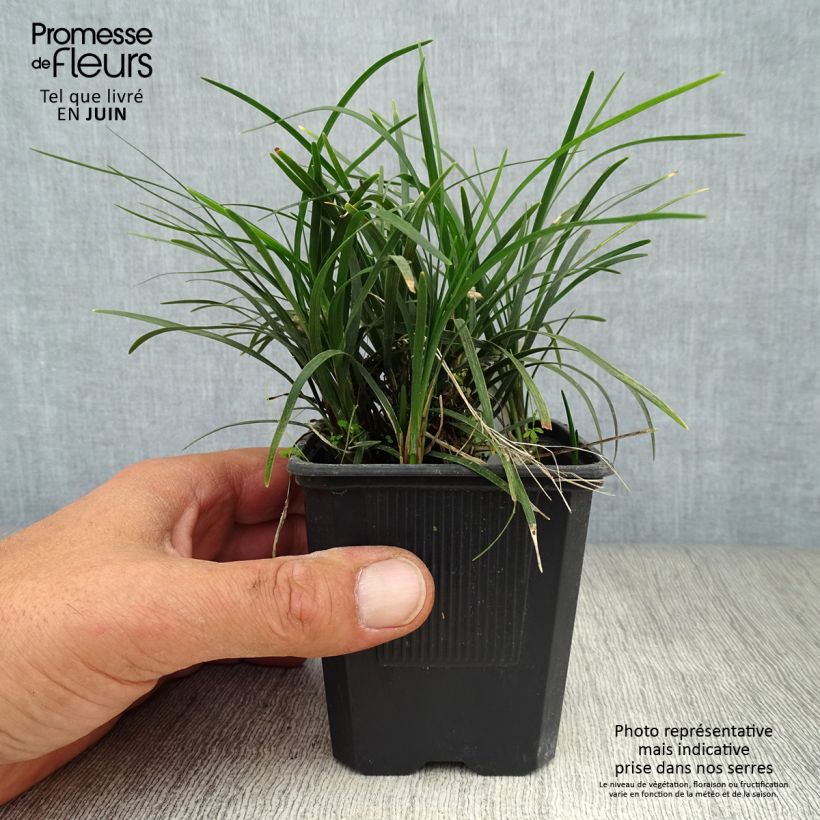 Amostra de Ophiopogon japonicus Minor - Mondo Vaso de 8/9 cm tal como entregue no verão