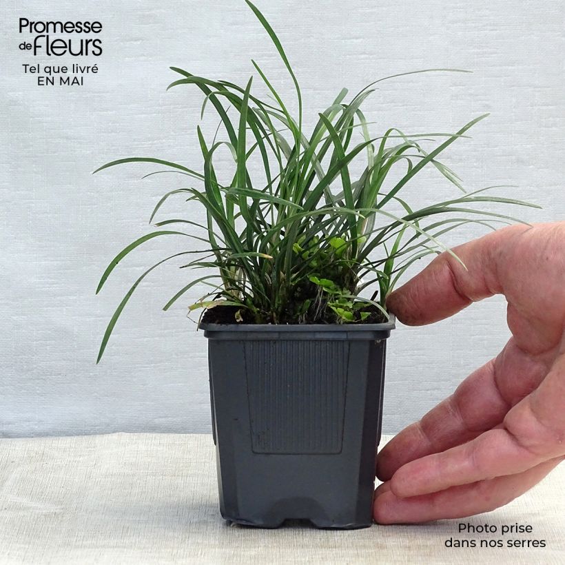 Amostra de Ophiopogon japonicus Minor - Mondo Vaso de 8/9 cm tal como entregue na primavera