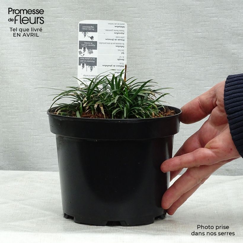 Amostra de Ophiopogon japonicus Minor - Mondo Vaso de 2 L/3 L tal como entregue na primavera