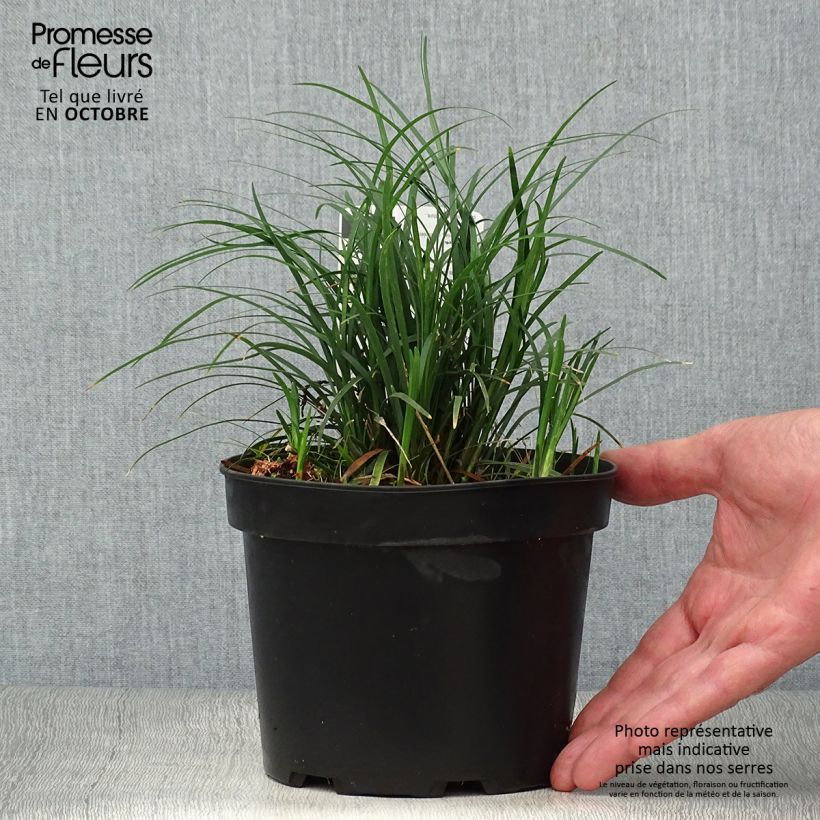 Amostra de Ophiopogon japonicus Minor - Mondo Vaso de 2 L/3 L tal como entregue no outono