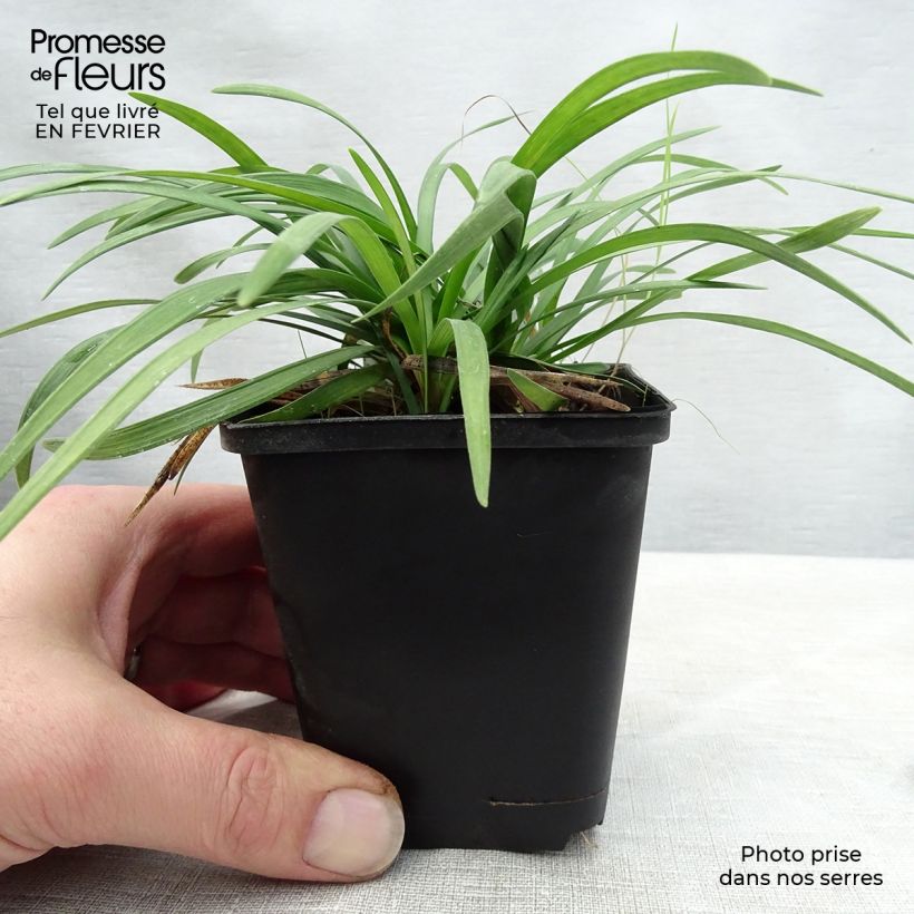 Amostra de Ophiopogon planiscapus Vaso de 8/9 cm tal como entregue no inverno