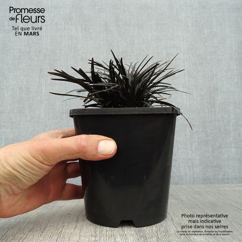 Amostra de Ophiopogon planiscapus Black Dragon Vaso de 1 L/1,5 L tal como entregue na primavera