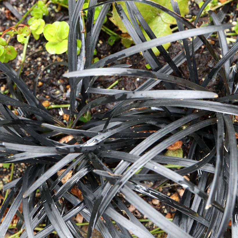Ophiopogon planiscapus Black Dragon (Folhagem)
