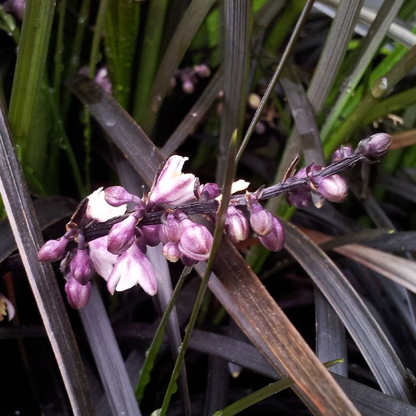 Ophiopogon planiscapus Black Dragon (Floração)