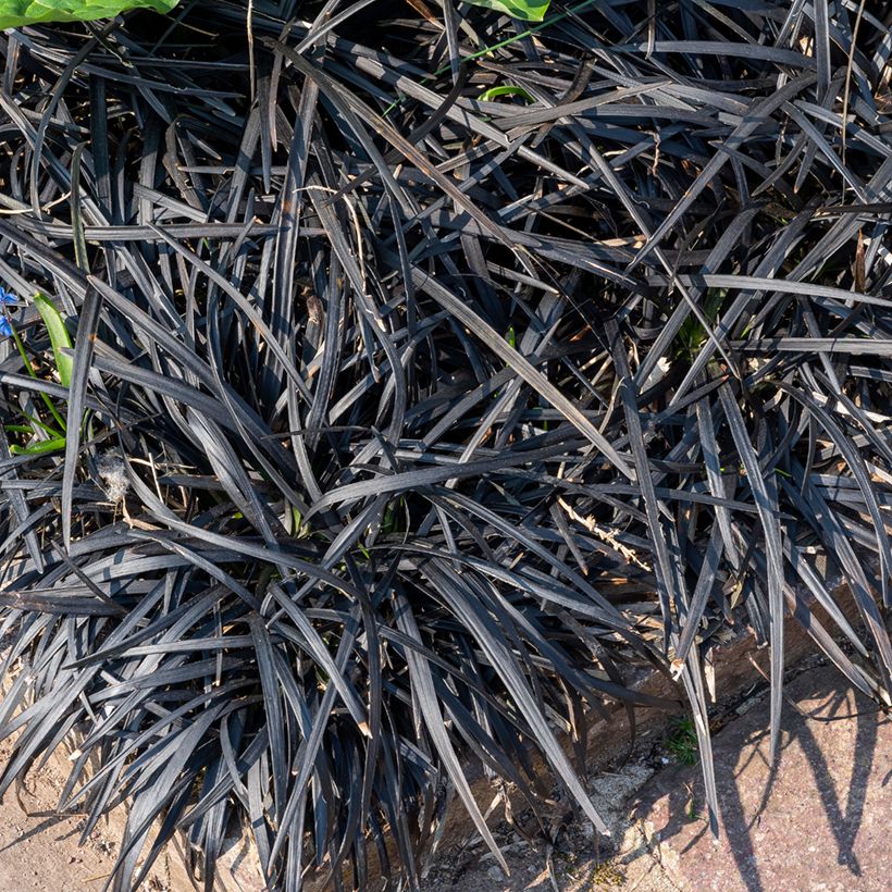Ophiopogon planiscapus Black Dragon (Hábito)