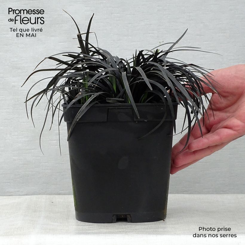 Amostra de Ophiopogon planiscapus Nigrescens Vaso de 2 L/3 L tal como entregue na primavera