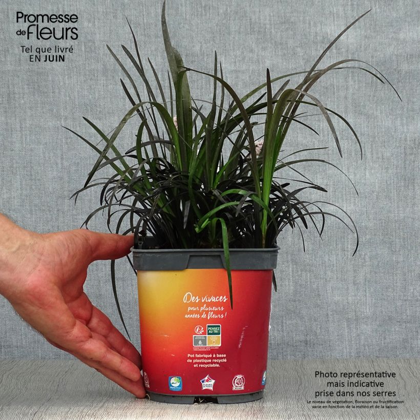 Amostra de Ophiopogon planiscapus Nigrescens Vaso de 2 L/3 L tal como entregue no verão