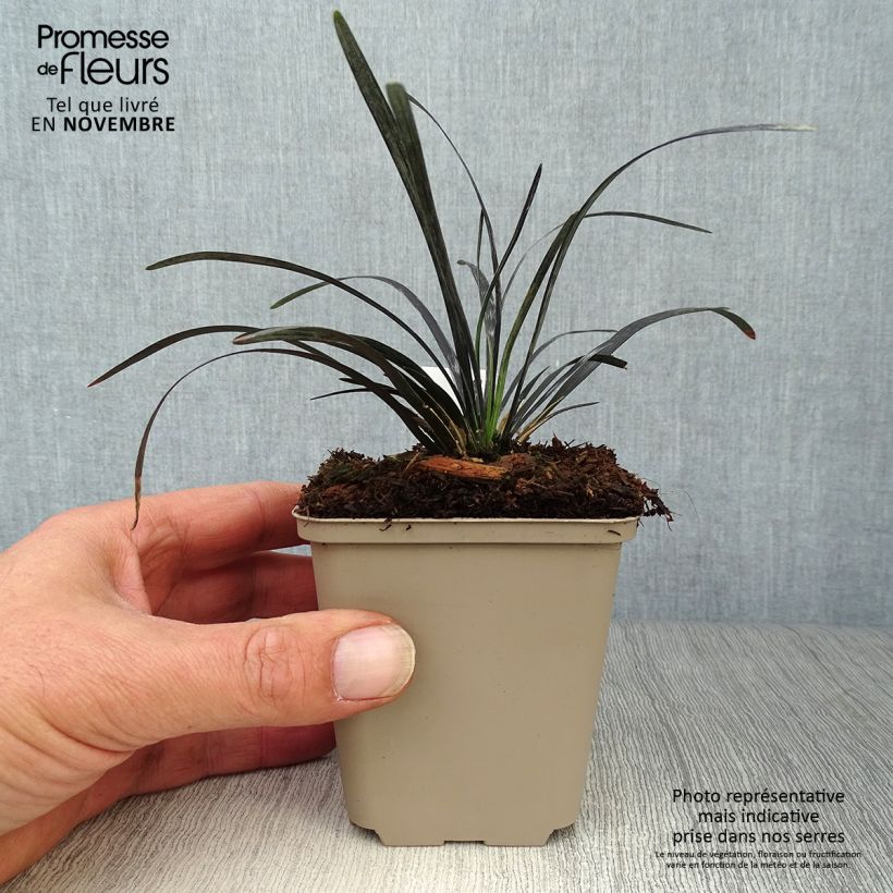 Amostra de Ophiopogon planiscapus Nigrescens Vaso de 8/9 cm tal como entregue no outono