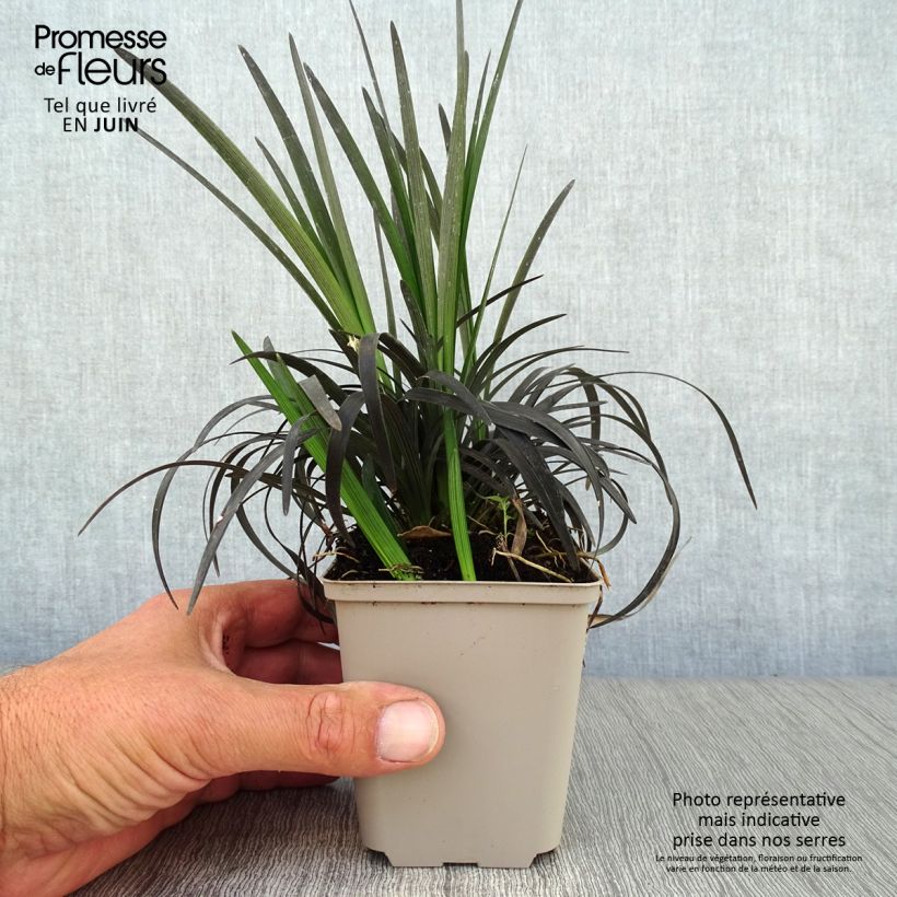 Amostra de Ophiopogon planiscapus Nigrescens Vaso de 8/9 cm tal como entregue no verão