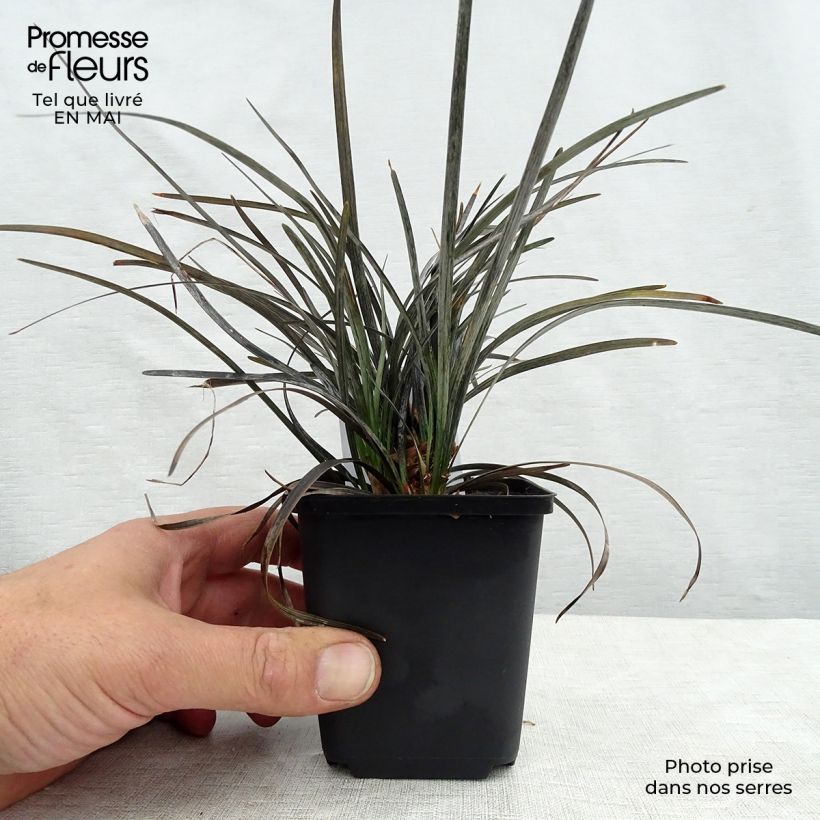 Amostra de Ophiopogon planiscapus Nigrescens Vaso de 8/9 cm tal como entregue na primavera
