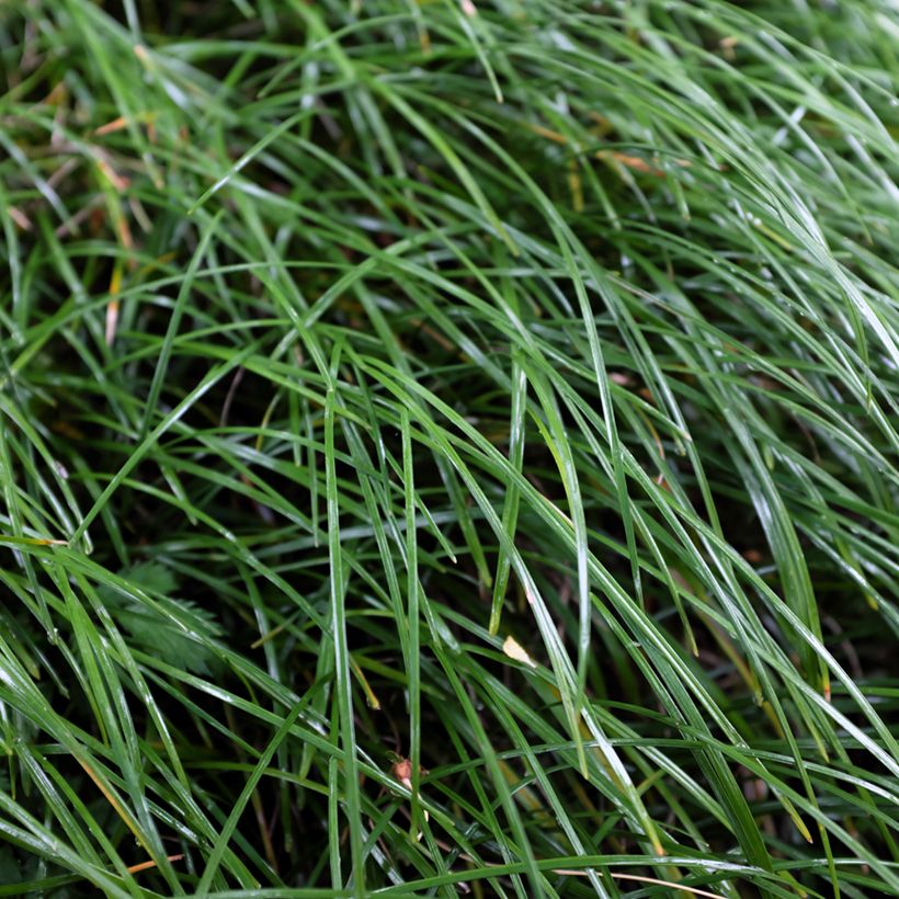 Ophiopogon planiscapus Olivaceus (Folhagem)