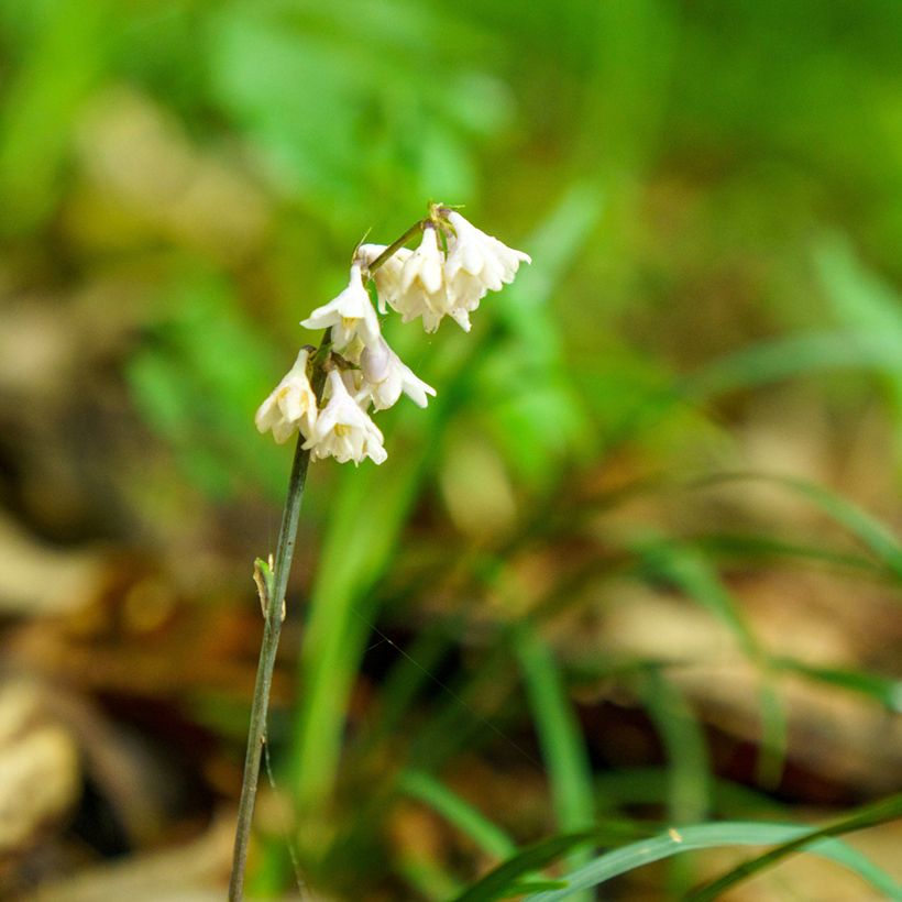 Ophiopogon planiscapus Olivaceus (Floração)