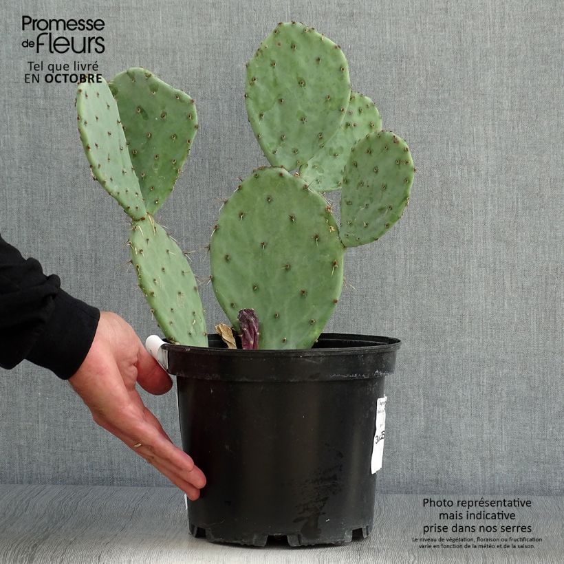 Amostra de Opuntia engelmannii var. alta Vaso de 4 L/5 L tal como entregue no outono