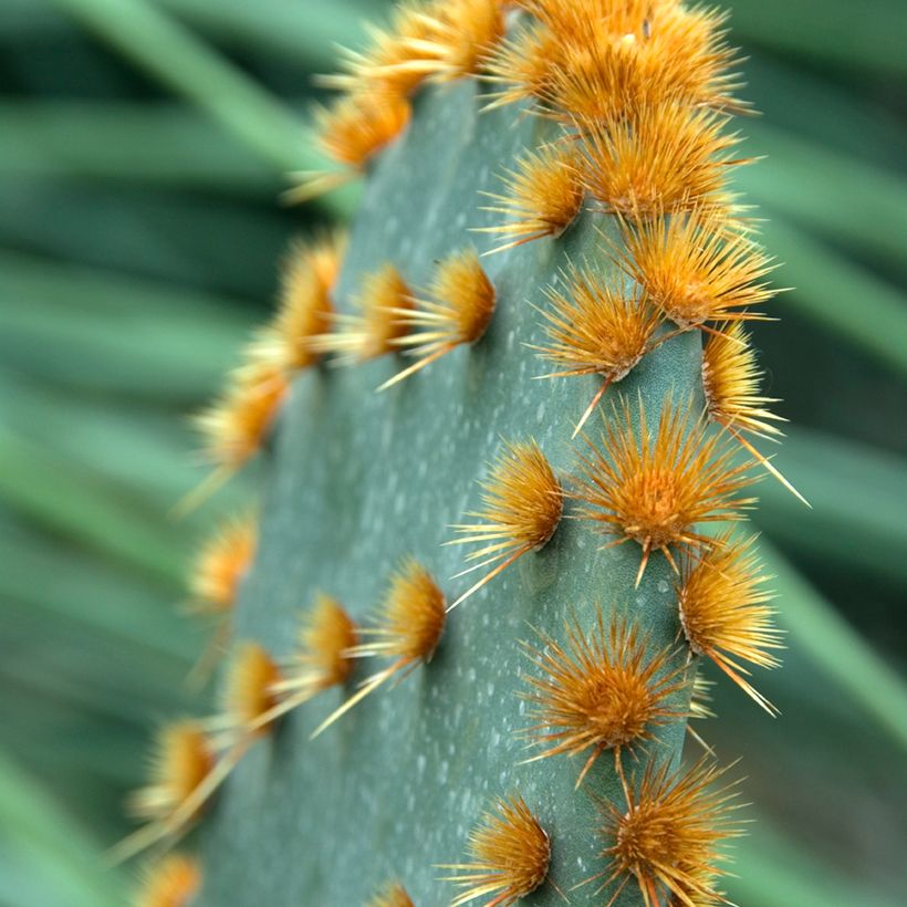 Opuntia aciculata - Cacto-orelha-de-coelho (Folhagem)