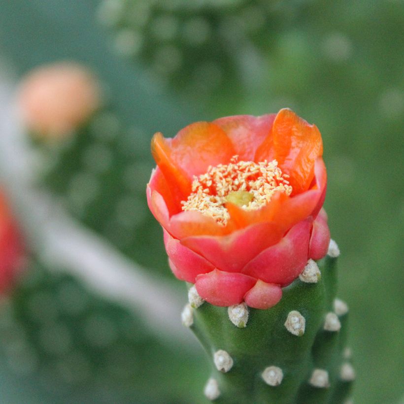 Opuntia aciculata - Cacto-orelha-de-coelho (Floração)