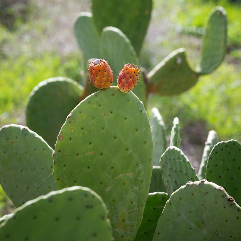 Opuntia aciculata - Cacto-orelha-de-coelho (Colheita)