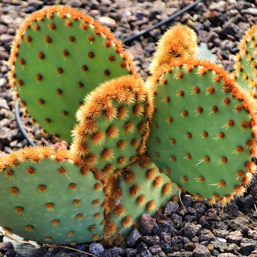 Opuntia aciculata - Cacto-orelha-de-coelho (Hábito)
