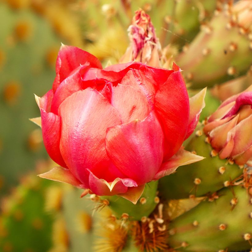 Opuntia aciculata - Cacto-orelha-de-coelho (Floração)