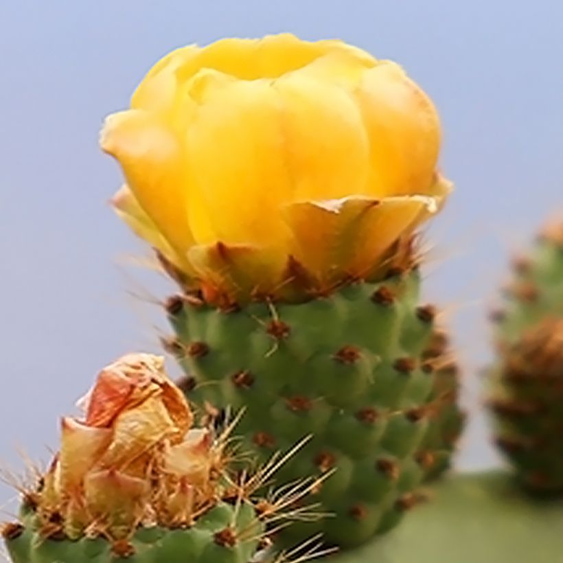 Opuntia engelmannii var. alta (Floração)