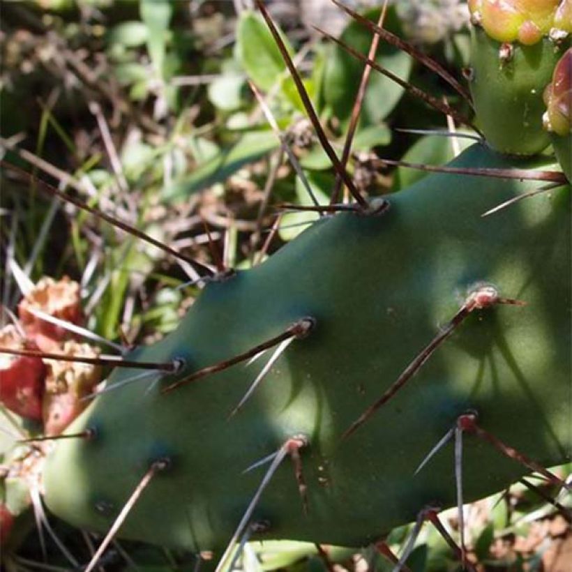 Opuntia anacantha (Folhagem)