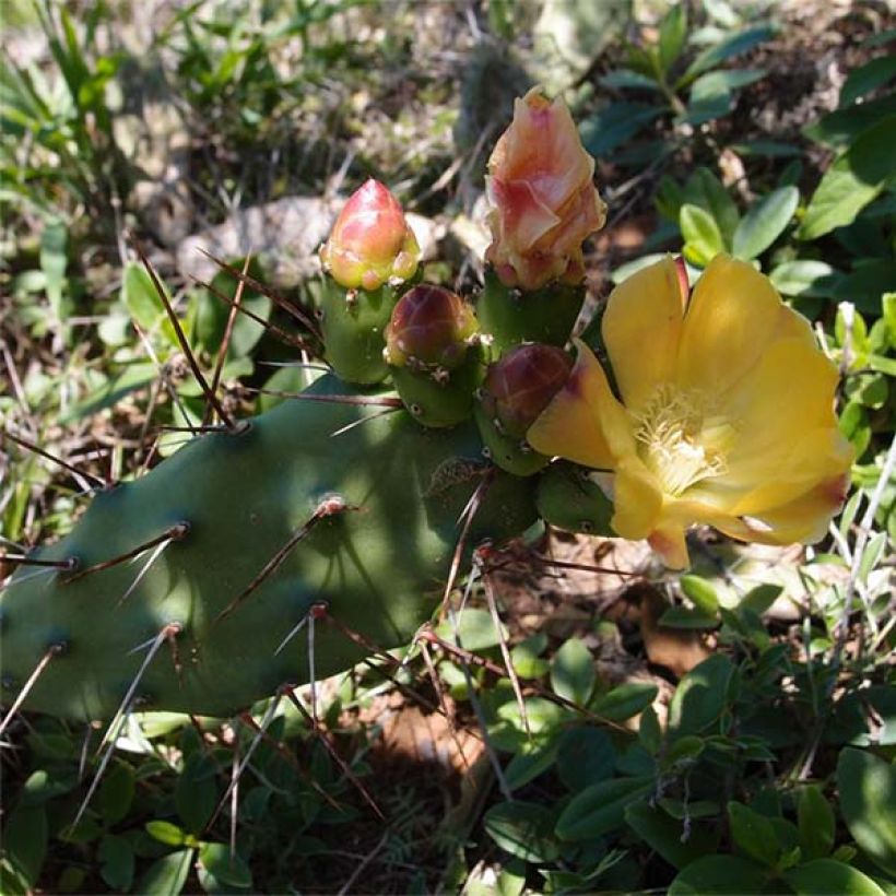 Opuntia anacantha (Floração)