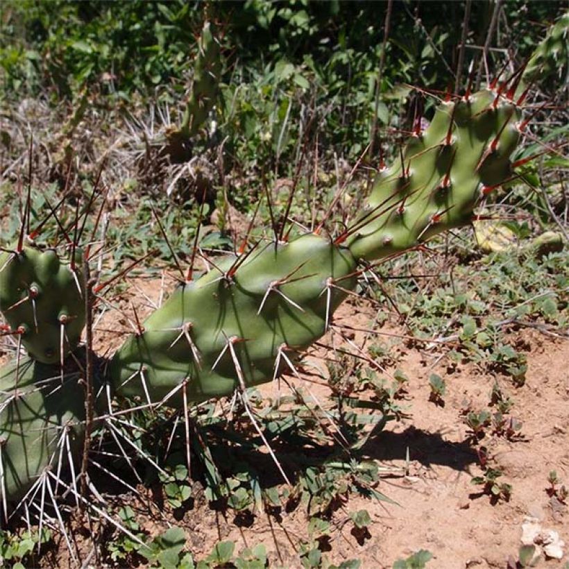 Opuntia anacantha (Hábito)