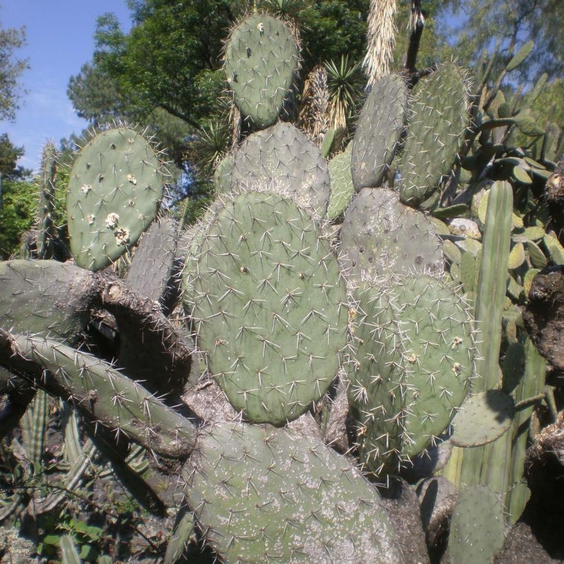Opuntia atrispina (Folhagem)