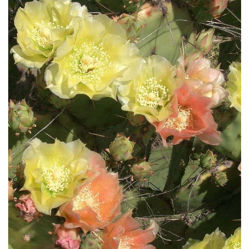Opuntia atrispina (Floração)
