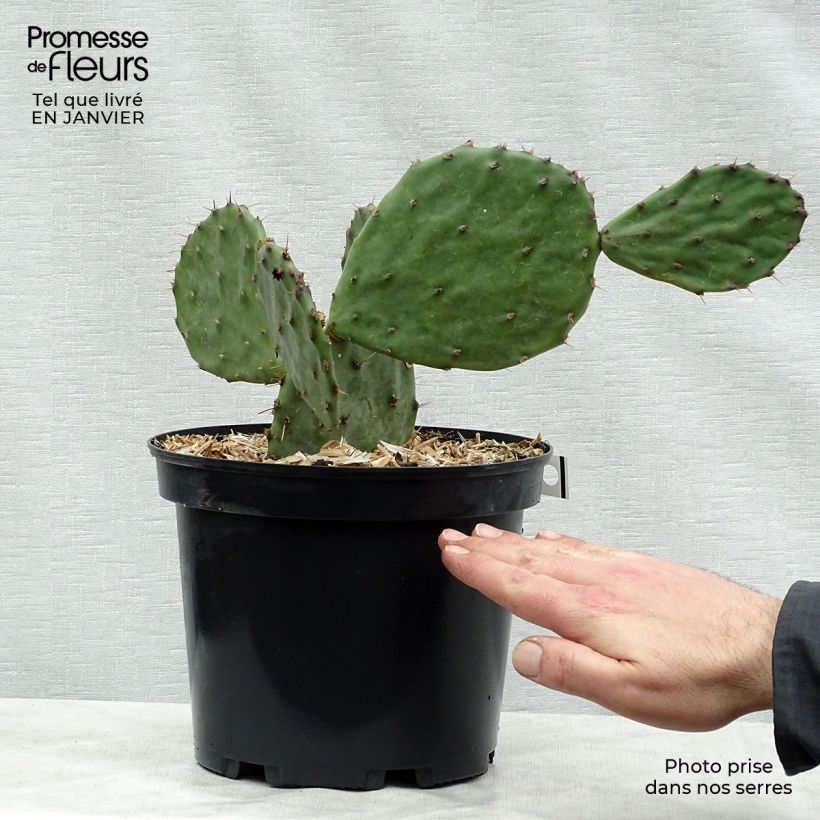 Amostra de Opuntia atrispina Pot de 4L/5L tal como entregue no inverno