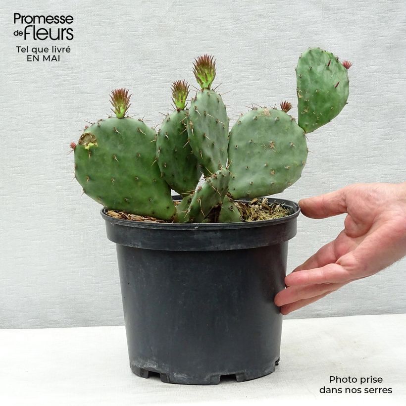 Amostra de Opuntia atrispina Vaso de 4 L/5 L tal como entregue na primavera