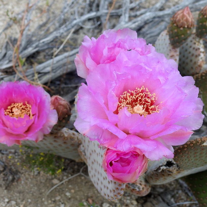 Opuntia basilaris (Floração)