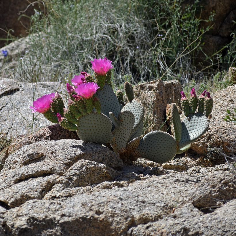 Opuntia basilaris (Hábito)