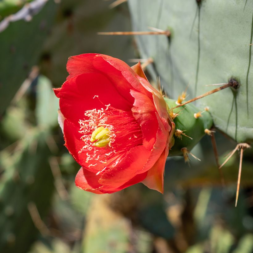 Opuntia bergeriana (Floração)