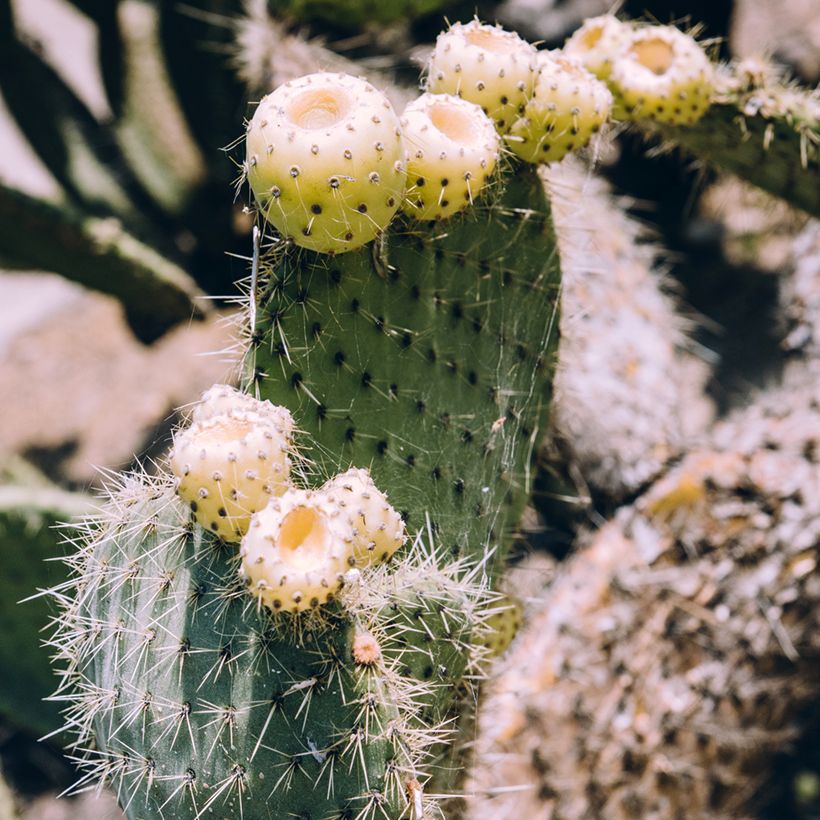 Opuntia bergeriana (Colheita)