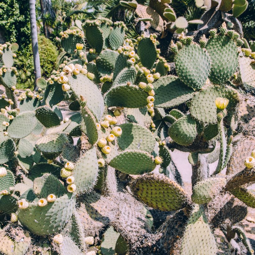 Opuntia bergeriana (Hábito)