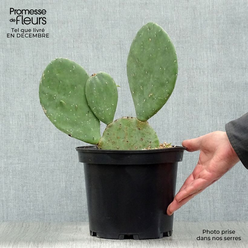 Amostra de Opuntia cacanapa Ellisiana - Cactus raquette Vaso de 4 L/5 L tal como entregue no inverno
