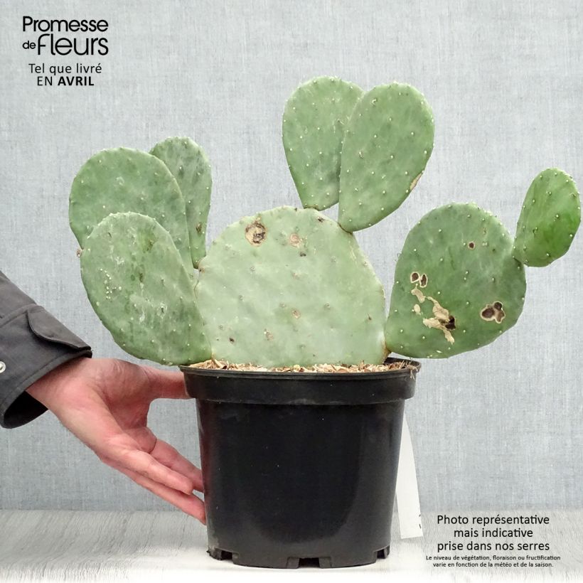 Amostra de Opuntia cacanapa Ellisiana Vaso de 4 L/5 L tal como entregue na primavera