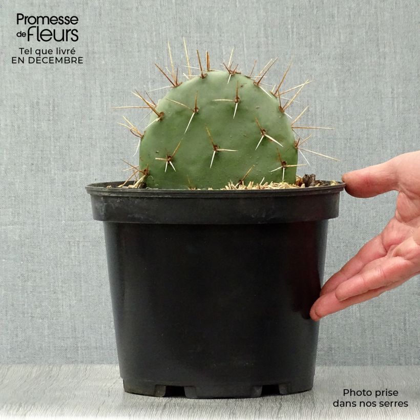 Amostra de Opuntia discata - Cactus raquette Vaso de 4 L/5 L tal como entregue no inverno