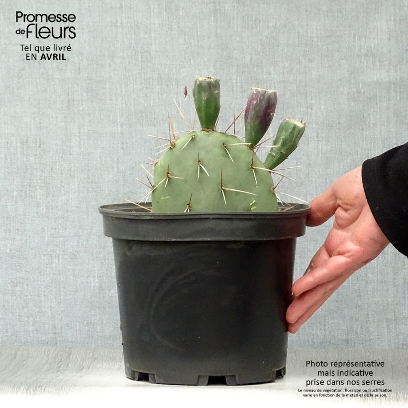 Amostra de Opuntia discata Vaso de 4 L/5 L tal como entregue na primavera