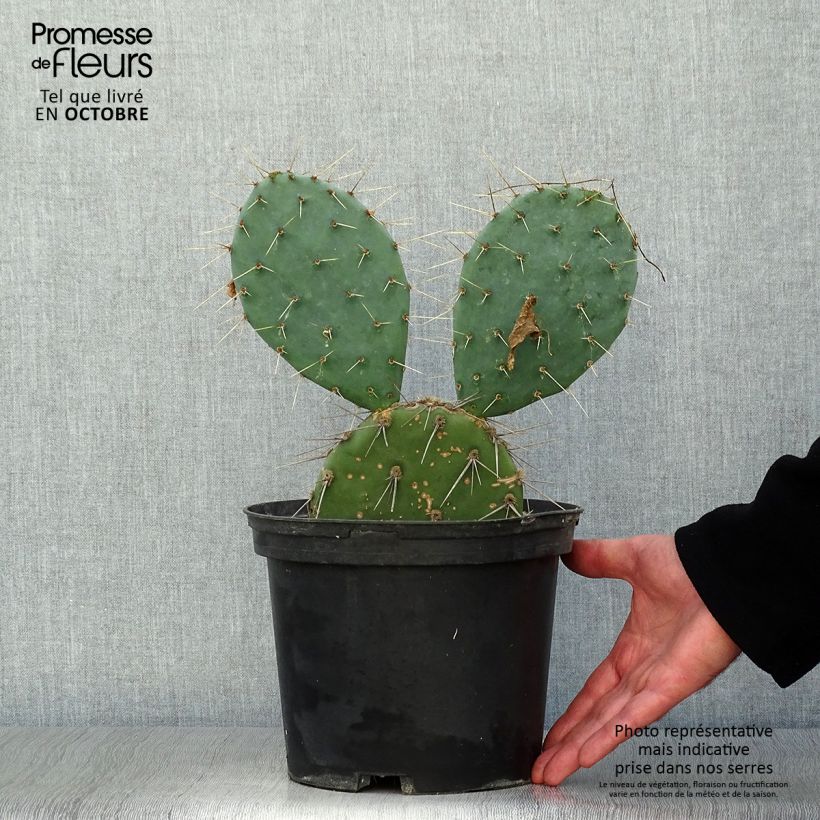 Amostra de Opuntia discata Vaso de 4 L/5 L tal como entregue no outono