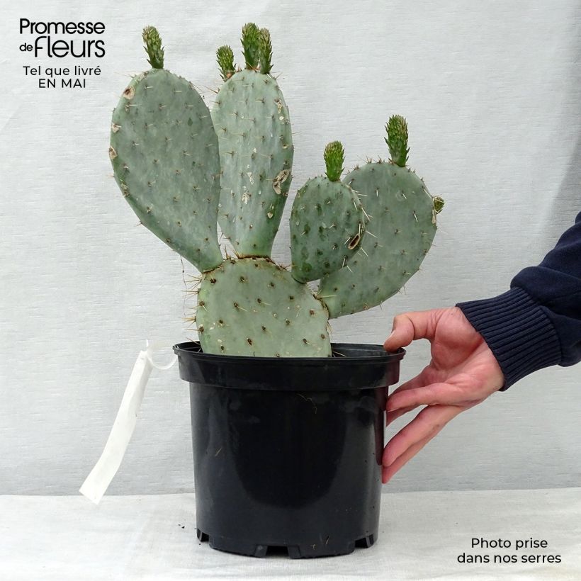 Amostra de Opuntia dulcis Vaso de 4 L/5 L tal como entregue na primavera