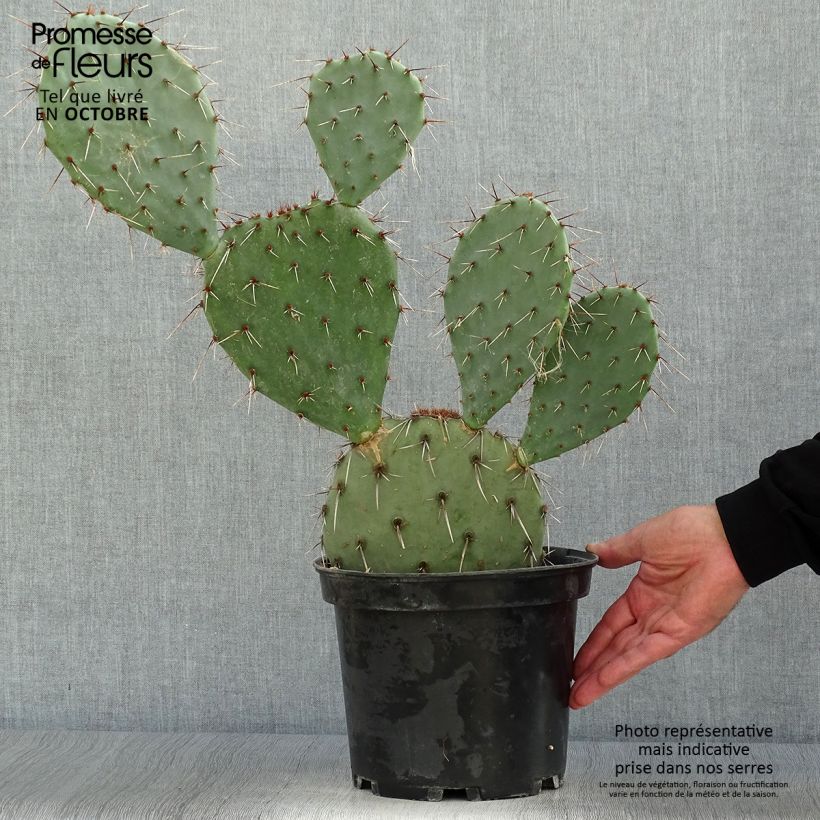 Amostra de Opuntia dulcis Vaso de 4 L/5 L tal como entregue no outono