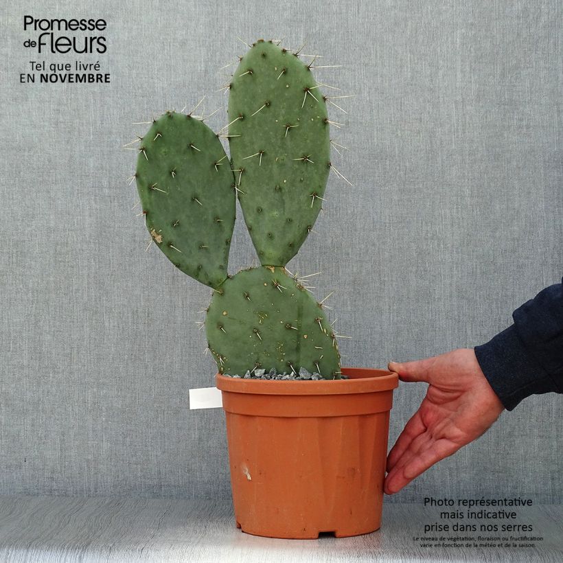 Amostra de Opuntia engelmannii Belen Vaso de 4 L/5 L tal como entregue no outono