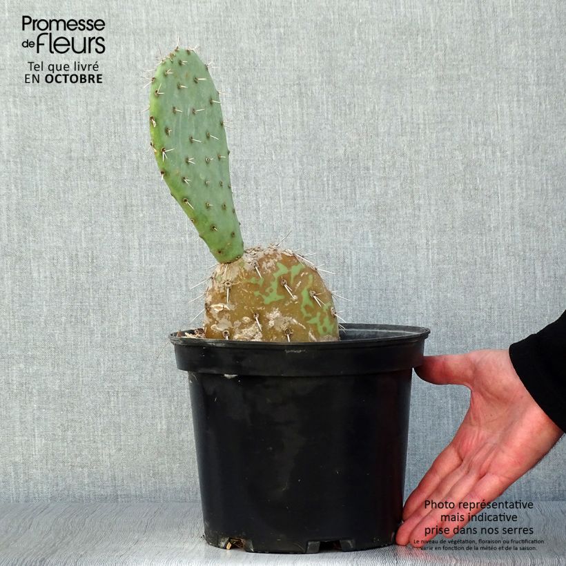Amostra de Opuntia engelmannii - Cacto-orelha-de-coelho Vaso de 4 L/5 L tal como entregue no outono