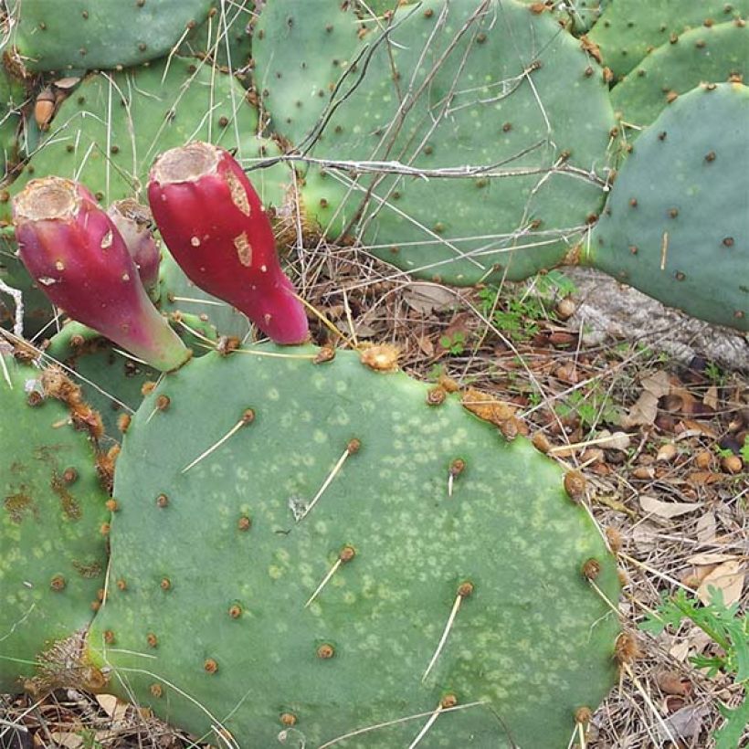 Opuntia engelmannii var. lindheimeri (Hábito)