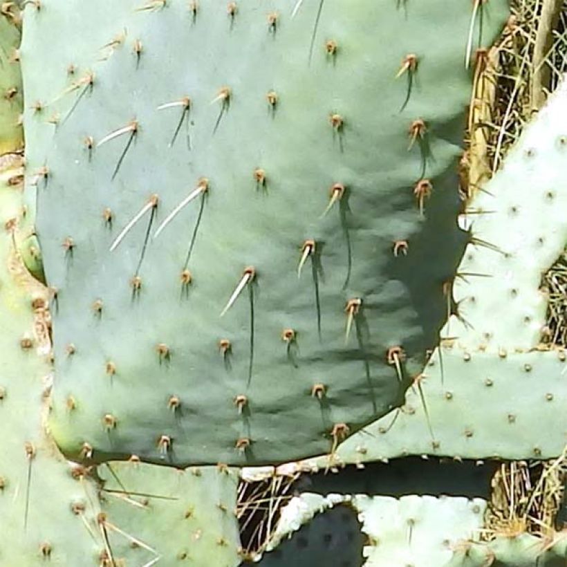 Opuntia engelmannii var. linguiformis (Folhagem)