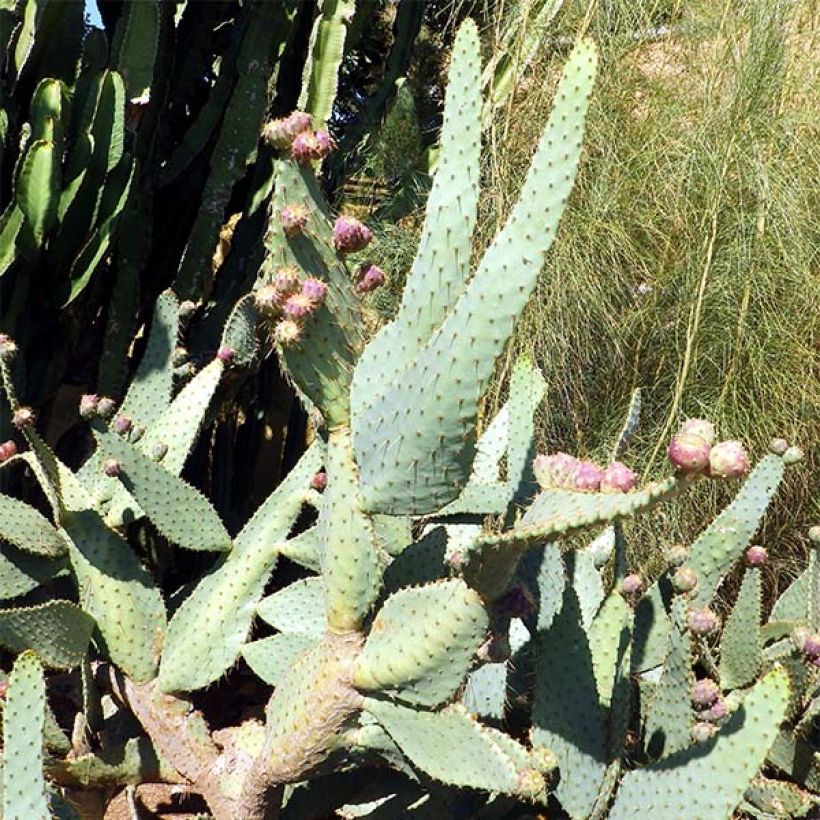 Opuntia engelmannii var. linguiformis (Hábito)