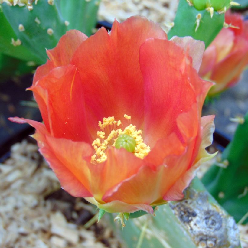 Opuntia engelmannii var. lindheimeri (Floração)