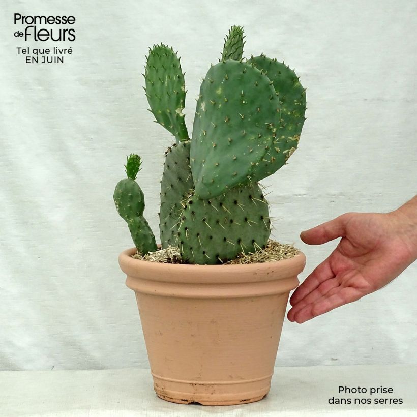 Amostra de Opuntia engelmannii var. lindheimeri Vaso de 4 L/5 L tal como entregue no verão